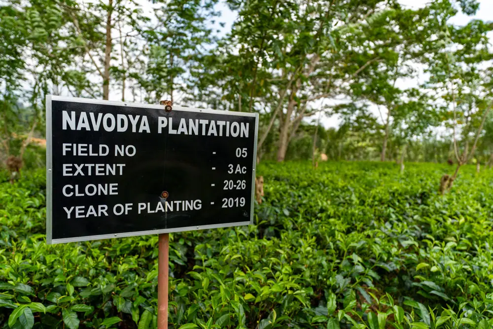 ceylon-tea-02