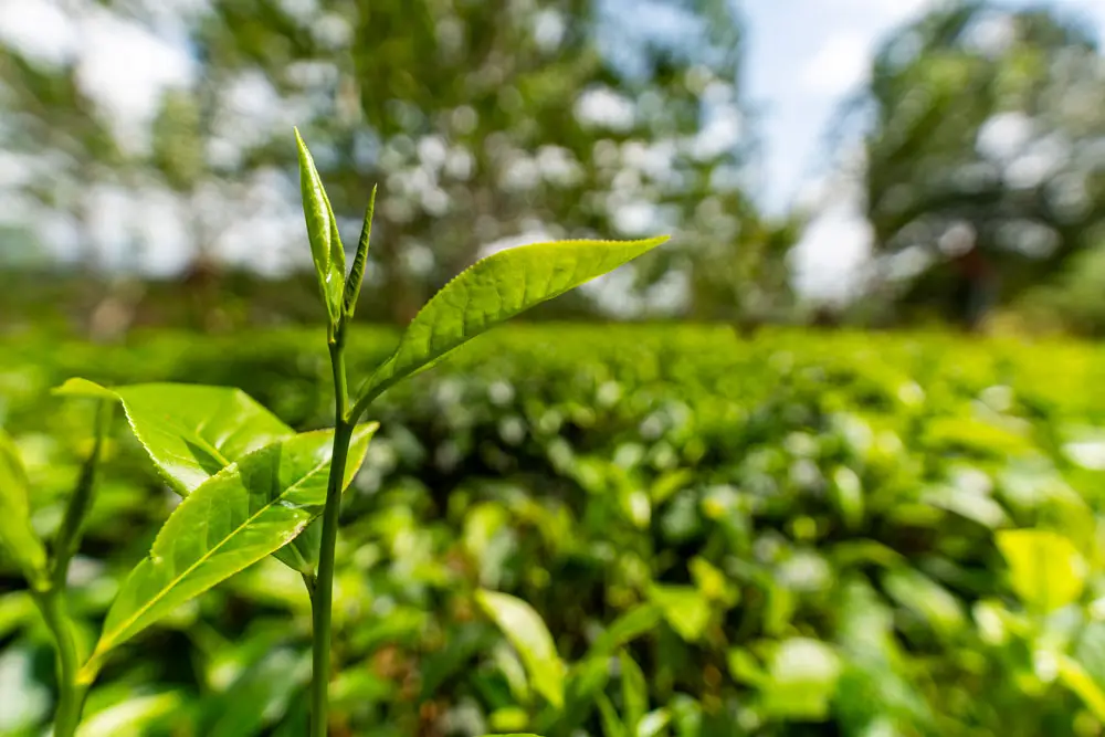 plantation